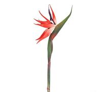 Lot de 6 oiseaux de paradis artificiels pour décoration d'intérieur, jardin, décoration de mariage, bureau et maison avec tiges en plastique et fil métallique (rouge trompette)