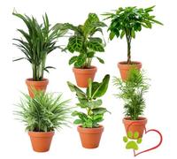Lot de 6 plantes “Pet Friendly”, +/- 30-60 cm, ø 12-15 cm pot, Palmier d’intérieur, Bananier, Palmier Areca, Arbre à monnaie, Calathea, Plante araignée, non toxique & sans danger pour les animaux