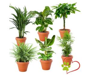 Lot de 6 plantes “Pet Friendly”, +/- 30-60 cm, ø 12-15 cm pot, Palmier d’intérieur, Bananier, Palmier Areca, Arbre à monnaie, Calathea, Plante araignée, non toxique & sans danger pour les animaux