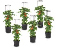 Lot De 6 Pots À Tomates 28 L Avec Support Pour Branches, Planteurs À Plantes, Pour Légumes, Jardinières Aux Fraises Et Concombres Multicolore