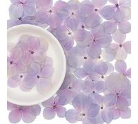 Lot de 60 fleurs séchées d'hortensia véritables fleurs naturelles pressées en résine pour loisirs créatifs, étuis de téléphone, peintures fines, bougies parfumées, savon fait à la main, photographie