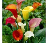 Lot de 60 graines de fleurs de lys calla fraîches et mélangées