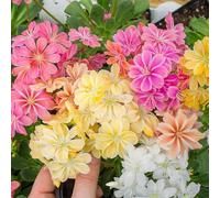 Lot de 60 graines de fleurs Lewisia fraîches et mélangées