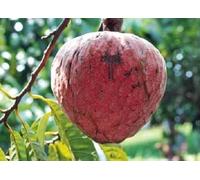 Lot de 60 nouvelles graines de pomme à la crème rouge fraîches