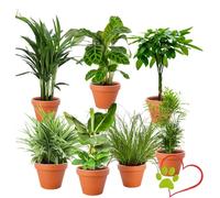 Lot de 7 plantes « amis des animaux », +/-30-60 cm, pot de 12-15 cm de diamètre, palmier de montagne, châtaignier chanceux, bananier, maranier, palmier à fruits dorés, plante araignée, herbe à chat