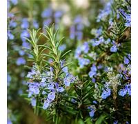 Lot de 70 Graines Semences de Romarin - Aromatique - 35