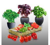 Lot De 700 Graines À Semer - Le Grenier D'abondance - Tomates - Basilic - 6 Sachets Individuels