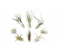 Lot de 8 Tillandsia - 8 Plantes Aériennes (5-22 cm) | Sans Terre | Facile d’Entretien & Décoratif | Plantes Déco pour Maison, Bureau & Terrarium | Guide d’Entretien Inclus