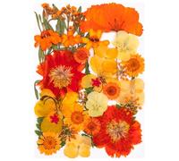 Lot de feuilles de fleurs séchées pressées naturelles pour la fabrication de marque-pages en résine, bijoux, artisanat, scrapbooking, fleurs séchées pour art en résine