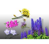 Lot de graines ENGRAIS Vert - Le Grenier d'Abondance - Phacelie Lilla, Sinapis Alba, Lupin Bleu, Lin et Vesce Bio - plus de 300 grammes pour 30m²
