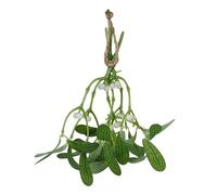 Lot de Gui de Noël Vert Artificiel à Suspendre, 23 Cm, Ornement de Gui de Noël, Branches de Gui Artificielles à Suspendre, Décoration de Maison, Décoration de Noël(#1)