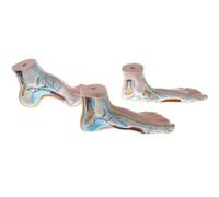 Lot de modèles de pieds, anatomie podologique normale avec pied plat et pied creux, pathologies courantes, modèle médical