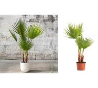 Lot de palmiers Washingtonia de Gardenzo : 2 / Grand