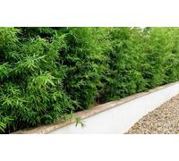 Lot de plants de bambou Fargesia Rufa : 3