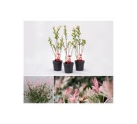 Lot de saules Salix integra Flamingo : 3