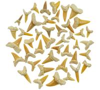 Lot dents requin fossilisées