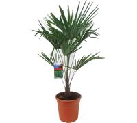 Lot spécial Palmier chanvre de Chine 70-100 cm Trachycarpus fortunei