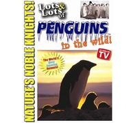 Lots And Lots Of Penguins In The Wild Dvd