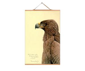 Louis Agassiz Fuertes affiches No 218 eicie - 4052115045175