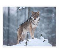 Loup gris dans la neige Poster de Frank Sommariva 80 x 60 cm Tableaux Décoration murale