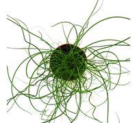 Love curl, Juncus effususus Spiralis, Tire-bouchon Rinçage 12cm