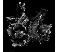 Spotlights Love & Decay (Vinyl) 12" Album