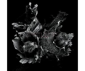 Love & Decay