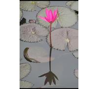 Love in the Lemon Groves: The Choice of Blessing