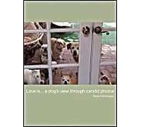 Love Is...A Dog's View Through Candid Photos