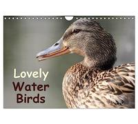 Lovely Water Birds (Wall Calendar 2026 DIN A4 landscape), CALVENDO 12 Month Wall Calendar: Expressive moments of ducks, swans and wild geese
