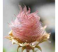 LovePlz 50 pcs/Sac Graines de fumée de Prairie Pousser Rapidement Prolifique Aménagement paysager vigoureux en Plein air en Pot de graines de Fleurs des graines