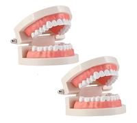 LRXIYODE 1 pièce Modèle Éducatif pour Garçon Fille Outil de Communication Orale pour Apprentissage et Enseignement Du Brossage des Dents