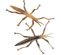 LRXIYODE 2 Pièces Modèles Réalistes de Phasmes Éducatifs Plastique Réutilisable Jouets Insectes pour Tout Petits Exploration Scientifique et Décoration Intérieure