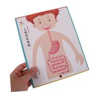 LRXIYODE 4 Ensembles DIY Human Digestive System Educational Toy for School Learning Science Experiment and Interactive Craft Supplies