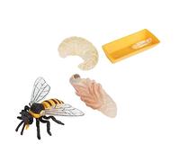 LRXIYODE Figurines Cycle Vie Abeille Éducatives Modèles Plastiques pour Garçon Fille Jouets Cognition et Décoration Maison