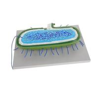 LRXIYODE Modèle Cellulaire Microbiologique Précis pour Enseignement et Recherche Modèle Bactérien et Anatomique pour Bureau et Laboratoire