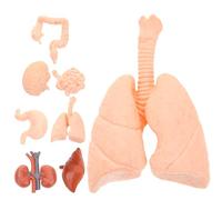 LRXIYODE Modèles Anatomiques Montessori 8 Pièces pour Éducation Garçon et Filles - Modèles Réalistes Cerveau, Cœur, Foie, Poumon, Estomac, Intestin, Rein en Matériel Pédagogique pour Stage