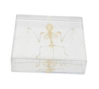 LRXIYODE Réplique Authentique de Squelette de Chauve-Souris Décor Artistique Os Véritables pour Décoration Halloween et Collection Réaliste