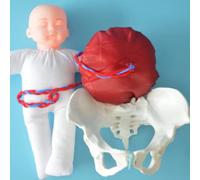 LSOAARRT Démonstration de l'accouchement humain Modèle d'anatomie de l'éducation pelvienne Modèle de placenta du cordon fœtal
