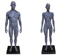 LSOAARRT Figure d'anatomie humaine masculine et féminine Ecorche et fournitures de laboratoire de modèle de peau, référence anatomique pour les artistes