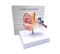 LSOAARRT Modèle anatomique de l'oreille humaine 1:1 - Modèle professionnel de simulation des articulations de l'oreille - Outil d'apprentissage