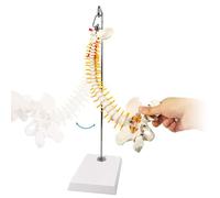 LSOAARRT Modèle anatomique miniature de la colonne vertébrale, 39,4 cm, modèle de mini colonne vertébrale, détails des vertèbres, des nerfs vertébraux, des lombaires et du bassin