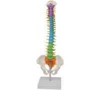 LSOAARRT Modèle de colonne vertébrale humain nouvelle couleur taille réelle anatomie flexible squelette humain modèle de colonne vertébrale fémur pelvien 45cm