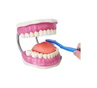 LSOAARRT Modèle de soins dentaires avec brosse à dents géante, 32 dents, modèle de démonstration de soins dentaires pour enfants, modèle de dentition standard pour adultes