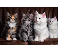 Lsping puzzle 1000 pièces adultes marvel Maine-Coon-Chats-Chatons 50x70cm