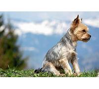 Lsping puzzle 1000 pièces Chiens-Yorkshire-terrier-Grass-Sitting-Bokeh 50x70cm