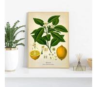 LTjiajuypd Affiche botanique vintage de cuisine, peinture sur toile, citron, poivre noir, plantes médicinales, art mural, décoration d'intérieur, 40 x 55 cm, sans cadre