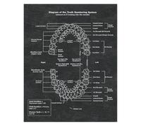 LTRAJUYNH Tooth Numbering Diagram Tin Sign Reference Chart 12x8 Inch | Complete numbering system illustrated metal with retro infographic style Easy