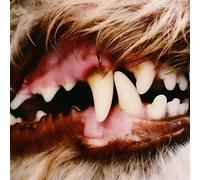 Lucius [Vinyle Couleur Rose]