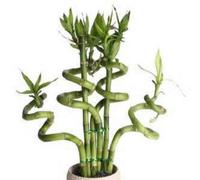 Lucky Bamboo 50 semi